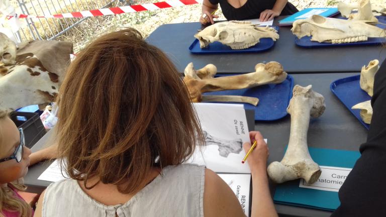 Une personne est en train de regarder des os d'animaux 